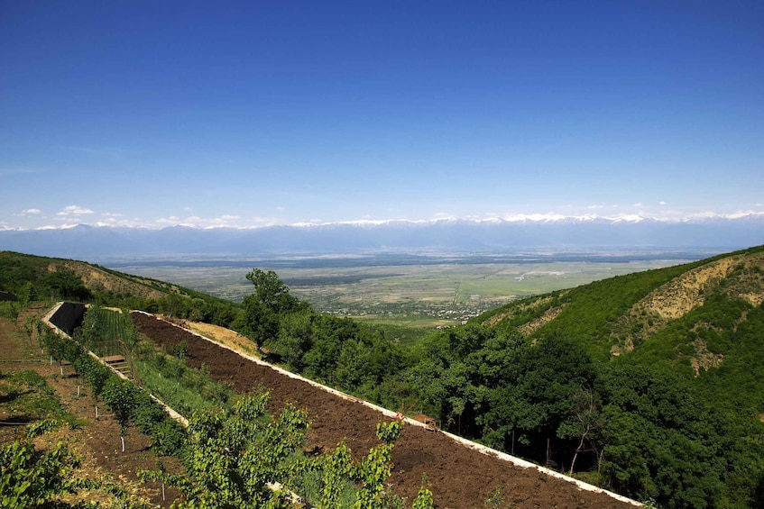 Picture 2 for Activity Kakheti & Sighnaghi Private Guided Day Trip with Wine