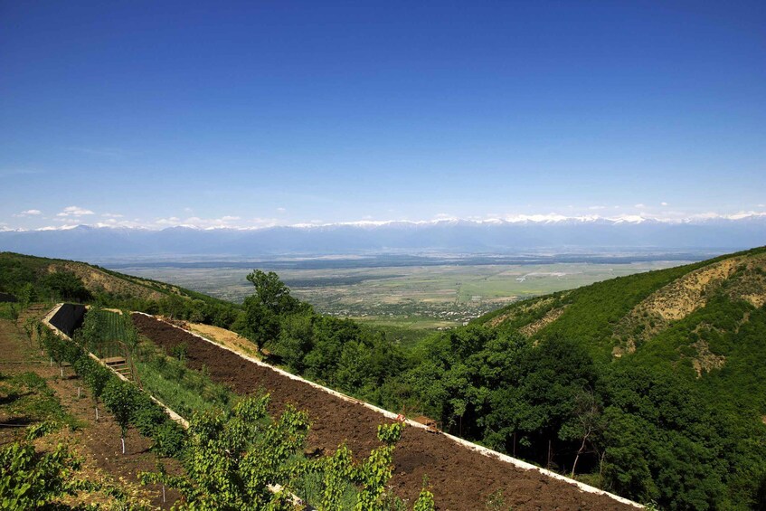 Picture 2 for Activity Kakheti & Sighnaghi Private Guided Day Trip with Wine