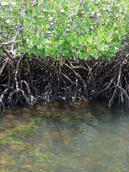 Picture 5 for Activity Private Dhow Cruise Lamu (Daytrip): Takwa Ruins