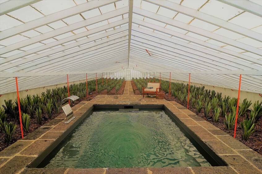 Pineapple greenhouse hot tube and pineapple tour