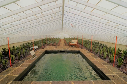 Pineapple greenhouse hot tube and pineapple tour