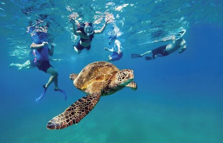 Ocean Reef Snorkeling and Paddleboarding