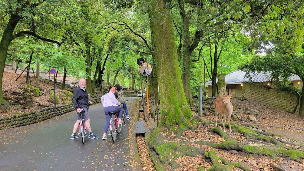 Picture 8 for Activity Nara: Explore the birthplace of the country with E-bike