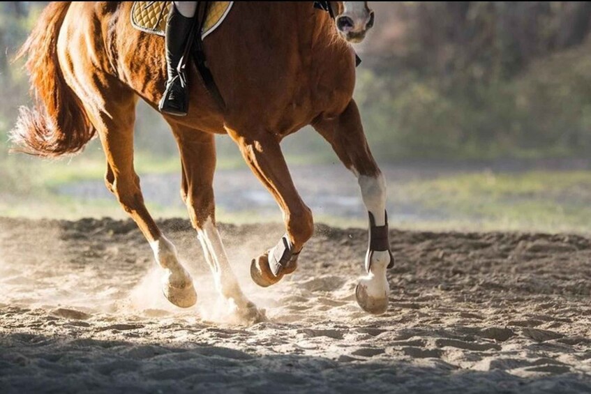 Picture 2 for Activity Paros: Island Horseback Riding Adventure