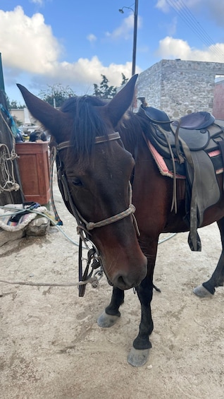 Picture 5 for Activity Paros: Morning Island Horseback Riding Adventure