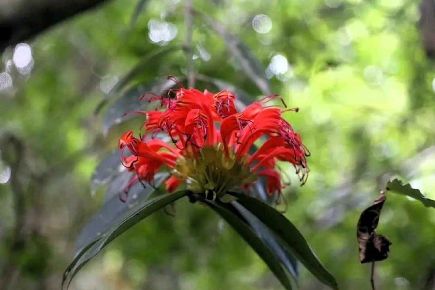 Picture 42 for Activity From Chiang Mai: Doi Saket Hiking Tour with Lunch