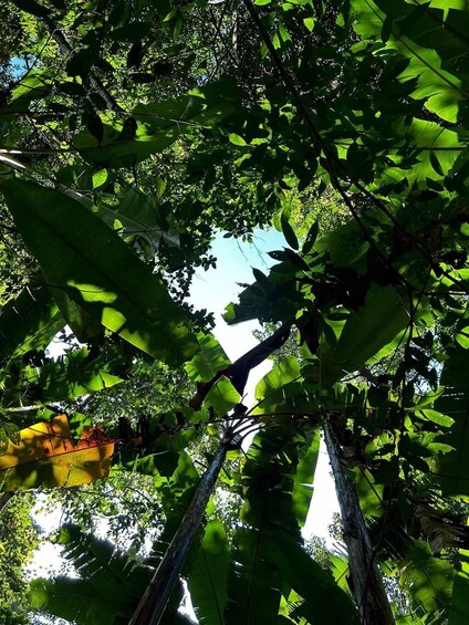 Picture 34 for Activity From Chiang Mai: Doi Saket Hiking Tour with Lunch