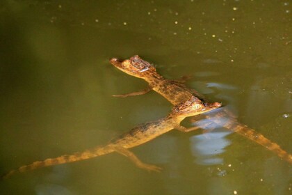 Terraba Sierpe National Wetlands - Mangrove Tour