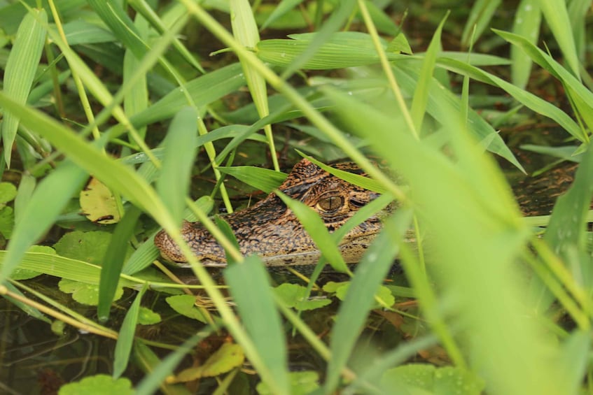 Picture 2 for Activity Terraba Sierpe National Wetlands - Mangrove Tour