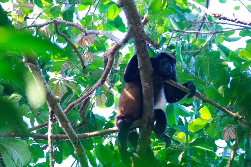 Picture 4 for Activity Terraba Sierpe National Wetlands - Mangrove Tour