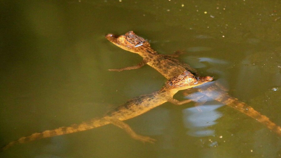 Terraba Sierpe National Wetlands - Mangrove Tour