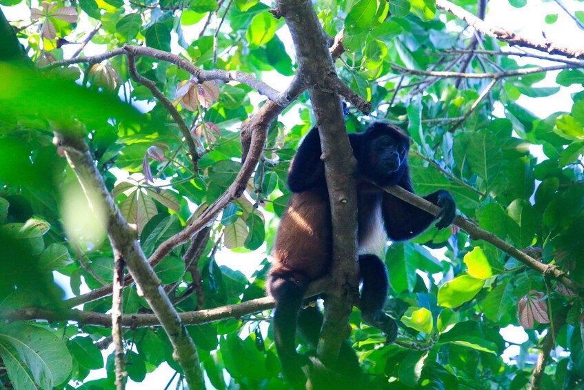 Picture 4 for Activity Terraba Sierpe National Wetlands - Mangrove Tour