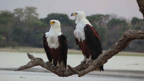 2-tägige aufregende Safari im größten Wildreservat