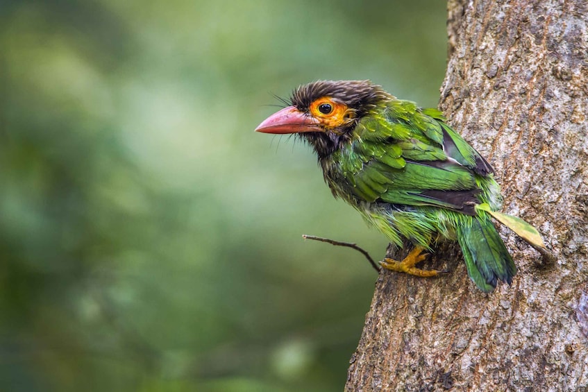 Picture 17 for Activity From Negombo: Minneriya National Park Safari Tour