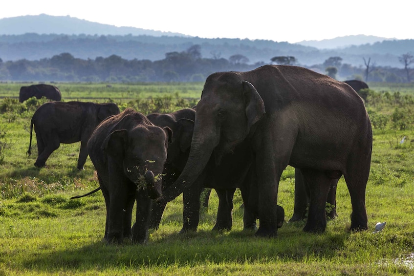 Picture 13 for Activity From Negombo: Minneriya National Park Safari Tour