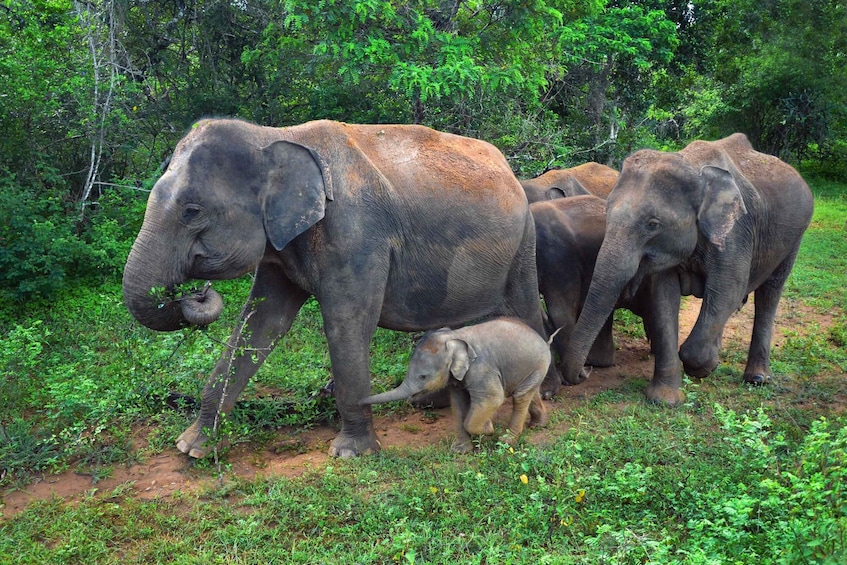 Picture 10 for Activity From Negombo: Minneriya National Park Safari Tour