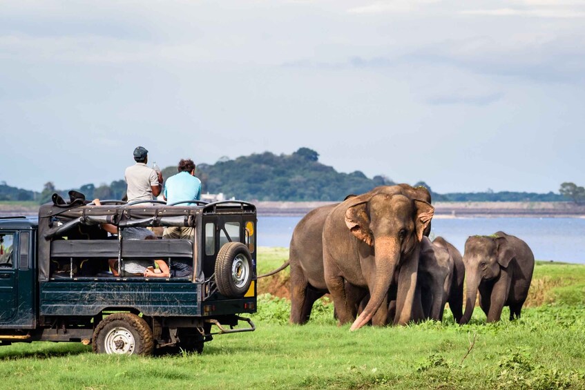 Picture 7 for Activity From Negombo: Minneriya National Park Safari Tour