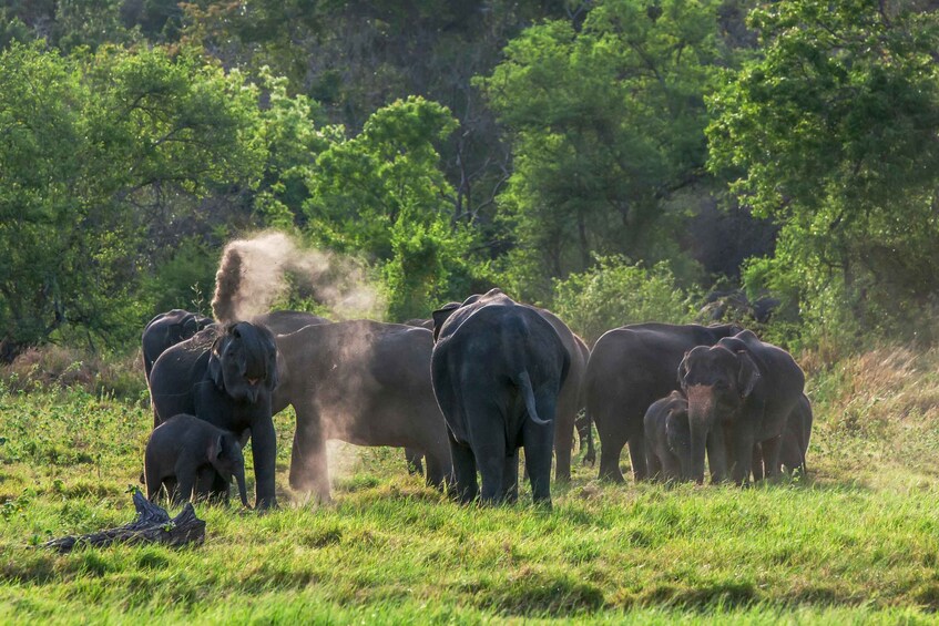 Picture 14 for Activity From Negombo: Minneriya National Park Safari Tour