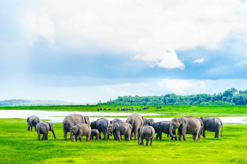 Picture 12 for Activity From Negombo: Minneriya National Park Safari Tour