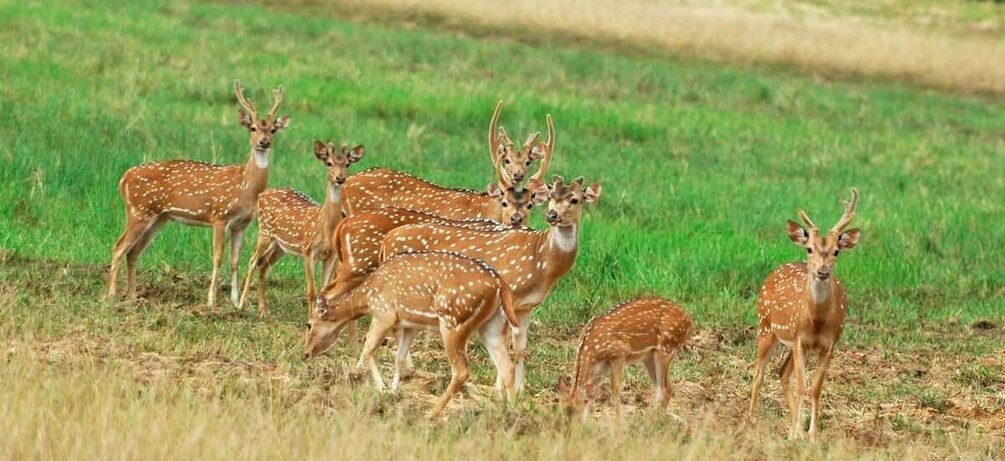 Picture 6 for Activity From Negombo: Minneriya National Park Safari Tour