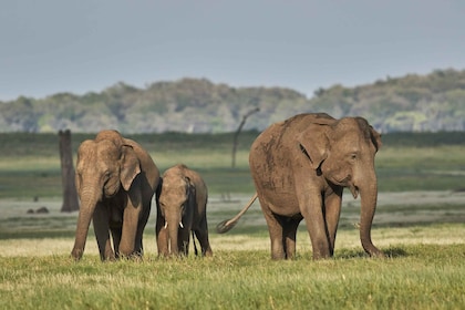 Fra Negombo: Safaritur til Minneriya National Park