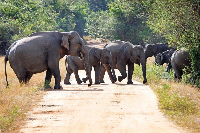 Picture 3 for Activity From Negombo: Minneriya National Park Safari Tour