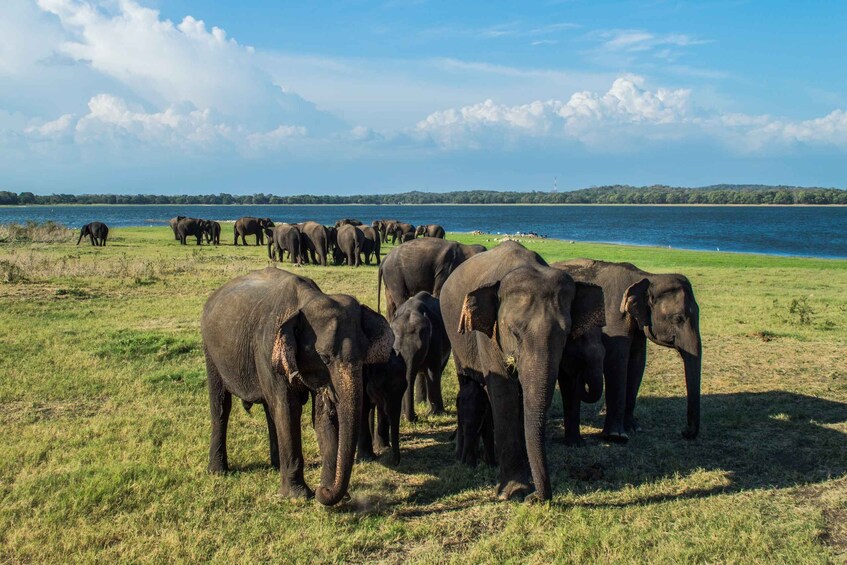 Picture 11 for Activity From Negombo: Minneriya National Park Safari Tour