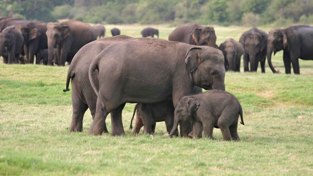 Picture 8 for Activity From Negombo: Minneriya National Park Safari Tour