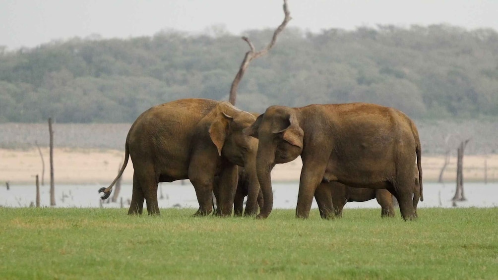 Picture 4 for Activity From Negombo: Minneriya National Park Safari Tour