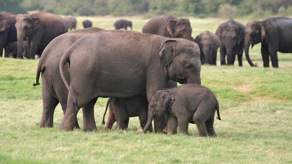 Picture 8 for Activity From Negombo: Minneriya National Park Safari Tour