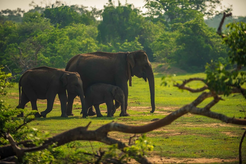 Picture 18 for Activity From Negombo: Minneriya National Park Safari Tour