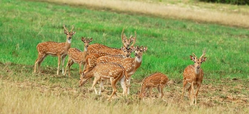 Au départ de Negombo : Safari dans le parc national de Minneriya