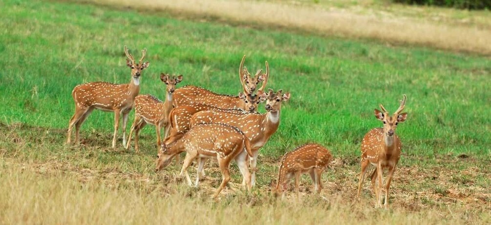 Picture 6 for Activity From Negombo: Minneriya National Park Safari Tour