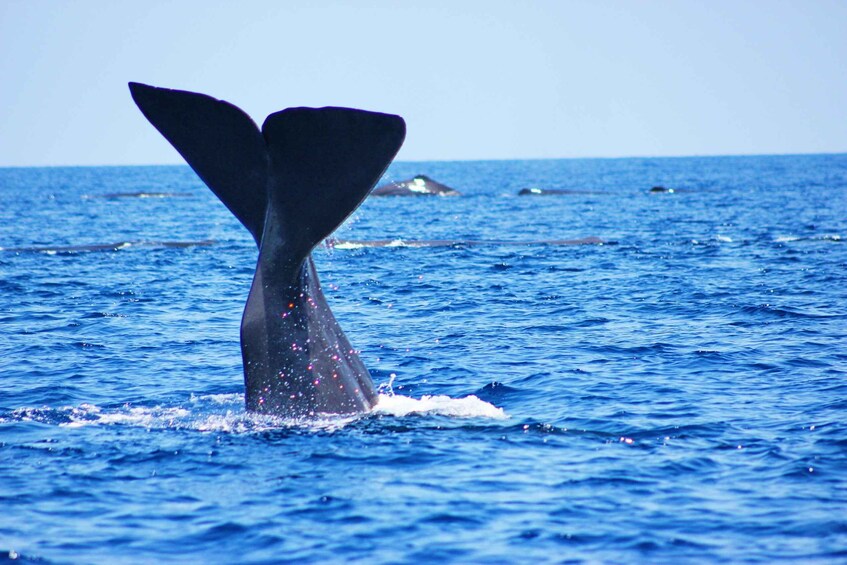 Picture 2 for Activity Trincomalee: Whale and Dolphin Watching Tour