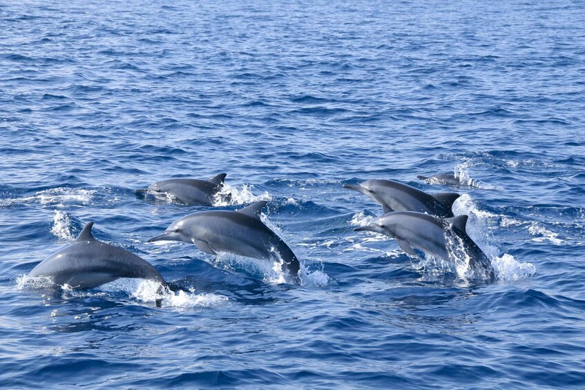 Picture 1 for Activity Trincomalee: Whale and Dolphin Watching Tour