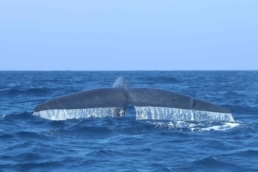 Picture 5 for Activity Trincomalee: Whale & Dolphin Safari Tour with Expert Guides
