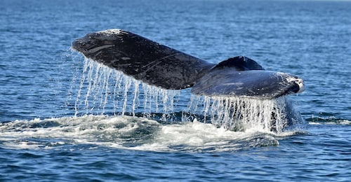 Trincomalee: Whale and Dolphin Watching Tour