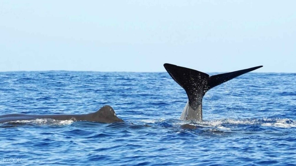 Picture 4 for Activity Trincomalee: Whale and Dolphin Watching Tour