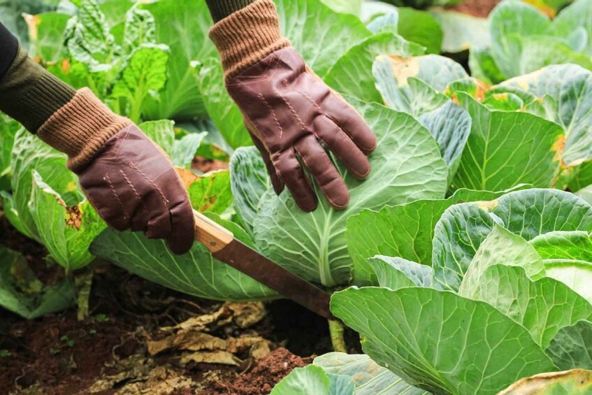 Dominica: Sow & Grow Farm Exploration