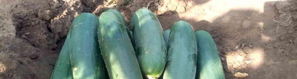 Picture 1 for Activity Dominica: Sow & Grow Farm Exploration