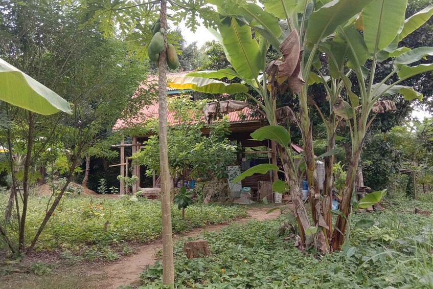 Picture 3 for Activity Luang Prabang: Organic Farm Experience & Hike to Kuang si