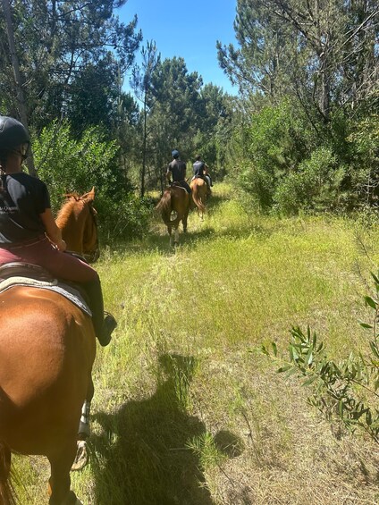 Picture 2 for Activity Aveiro: Horse Riding Experience with Instructor