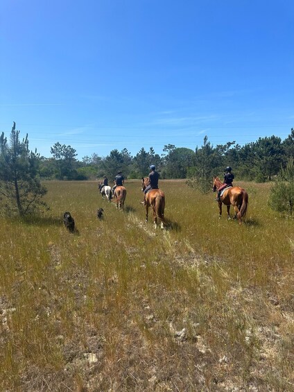 Picture 1 for Activity Aveiro: Horse Riding Experience with Instructor