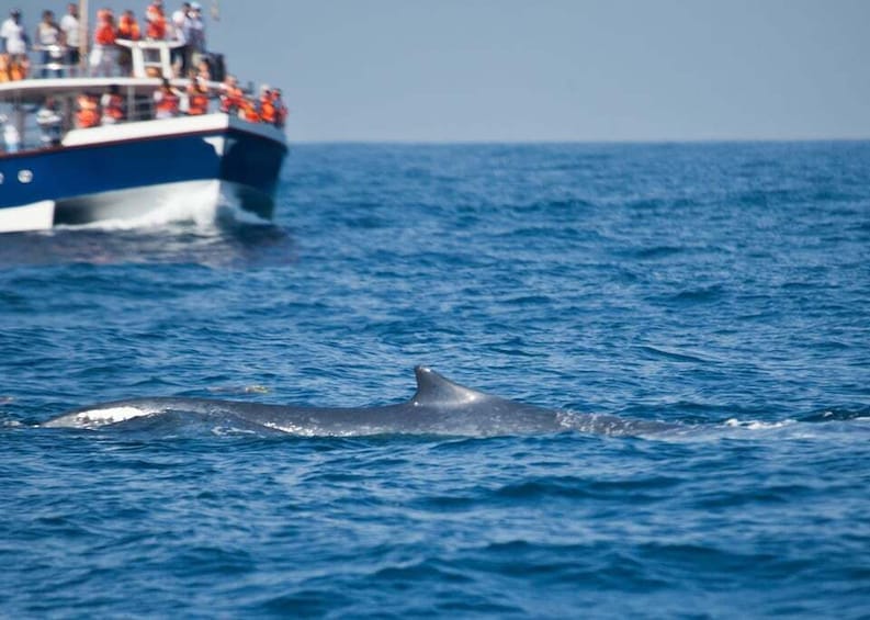 2-Day Whale Watching & Southern Sri Lanka Tour