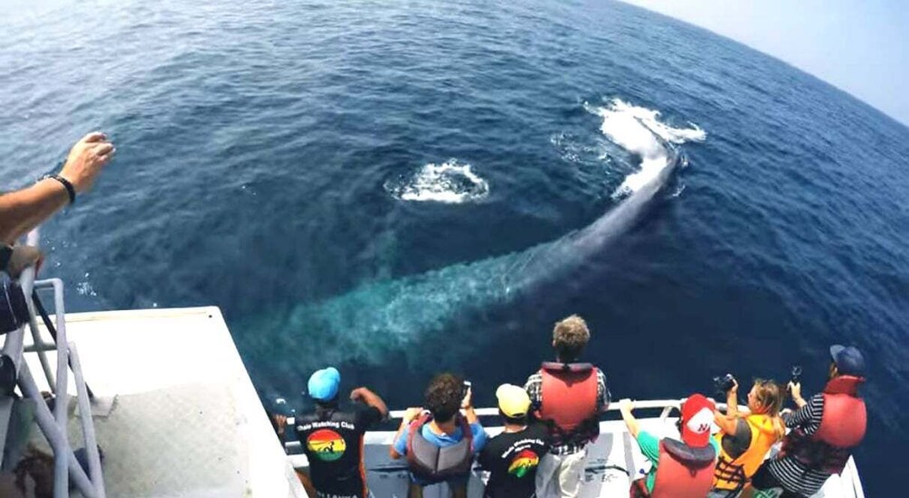 2-Day Whale Watching & Southern Sri Lanka Tour