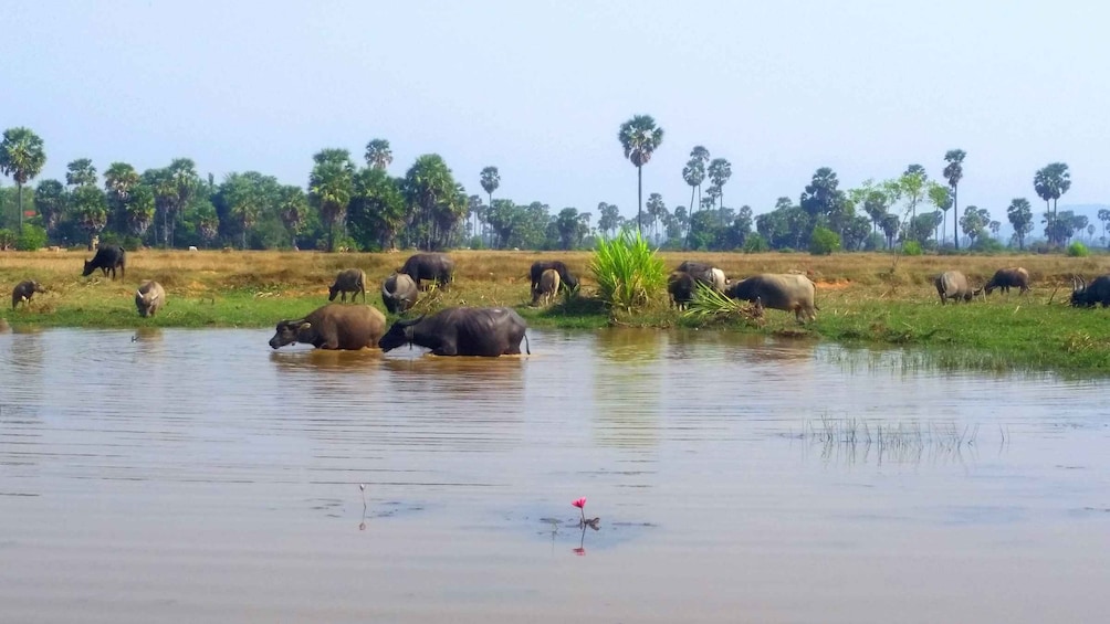 Picture 8 for Activity Siem Reap: 6-Hour Easy Rider Motorbike Tour