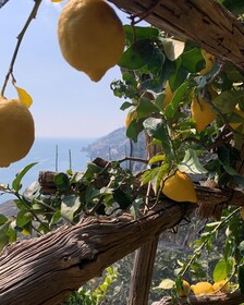 SALERNO : Chemin de randonnée facile de citrons • Maiori Minori Ravello