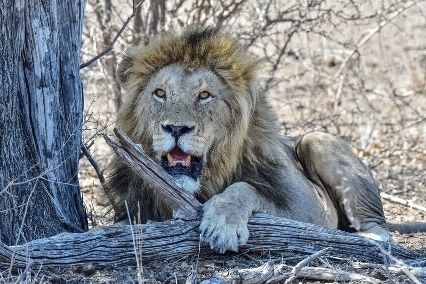 Picture 5 for Activity From Johannesburg: Kruger 4 Days Safari