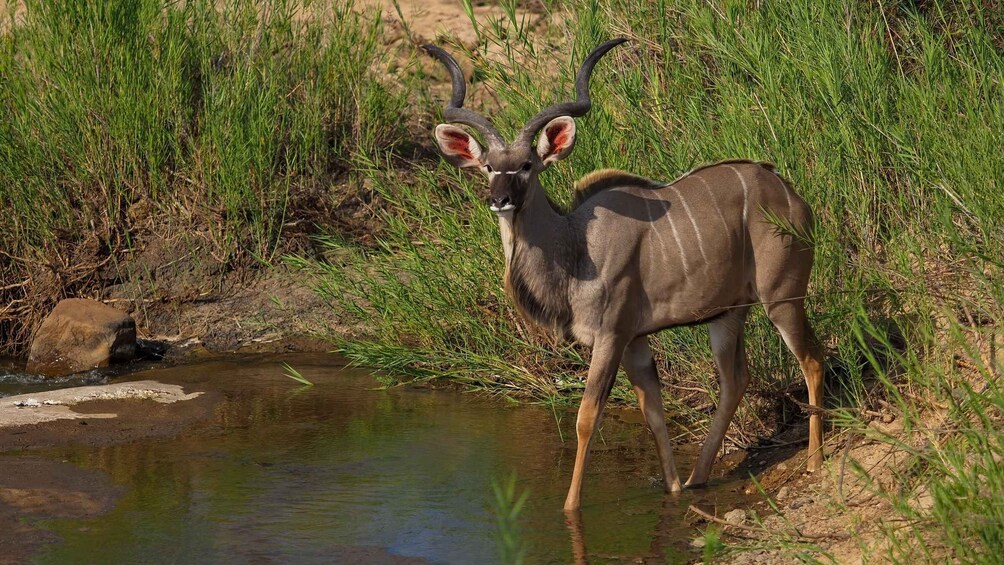 Picture 3 for Activity From Johannesburg: Kruger 4 Days Safari