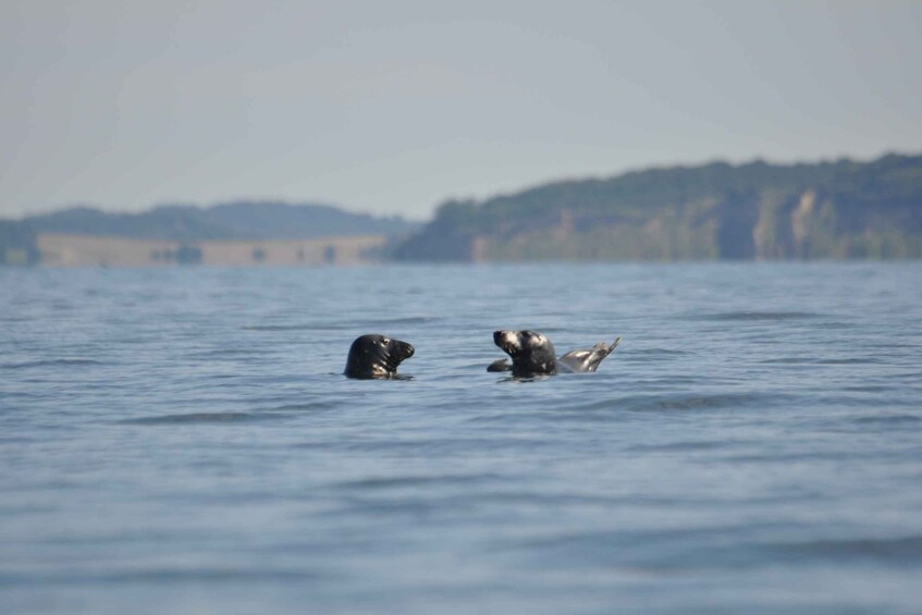 Picture 3 for Activity Baabe on Rügen: Seal-Spotting Cruise in the Baltic